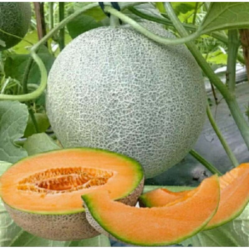 100+ benih melon madu kuning/MELON MADU MANIS ORANGE BIBIT UNGGUL