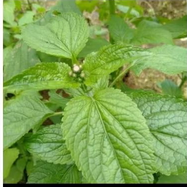 

herbal daun bandotan sehar 100 gr