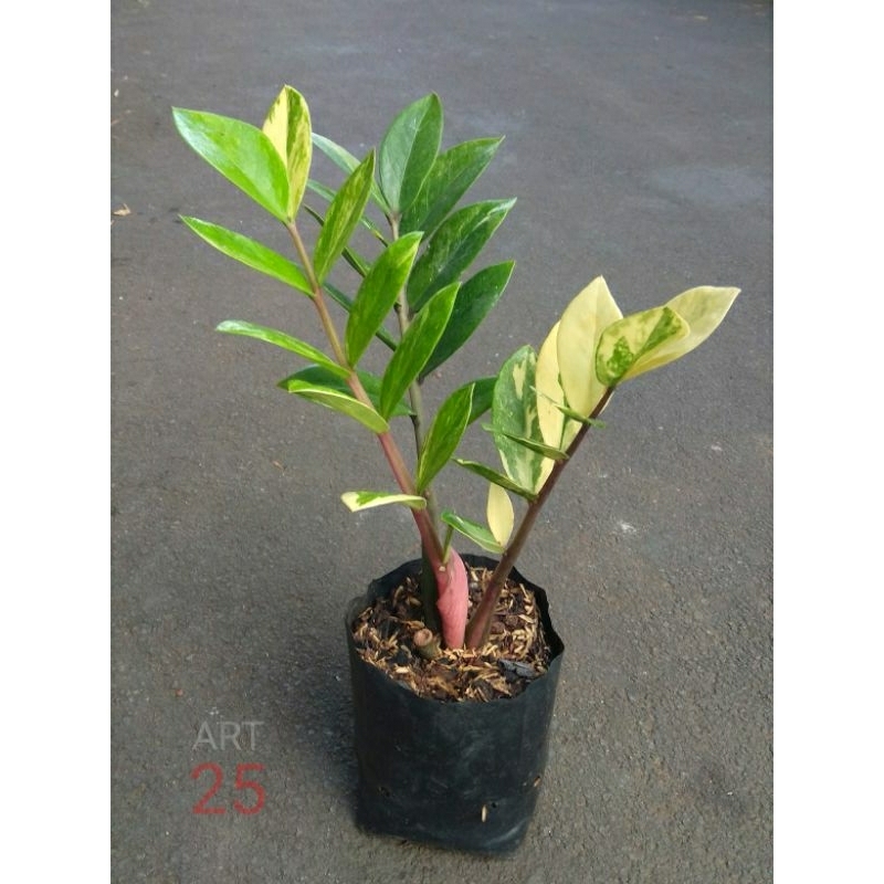 Zamioculcas Zamiifolia Variegata Zamia Culcas Dolar Zz Varigata Real Picture