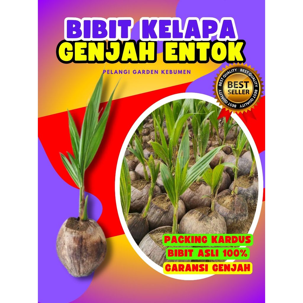 BIBIT UNGGUL.. Tanaman Kelapa Hijau, Tanaman Kelapa Hibrida Hijau Jumbo, Tanaman Kelapa Hijau Asli