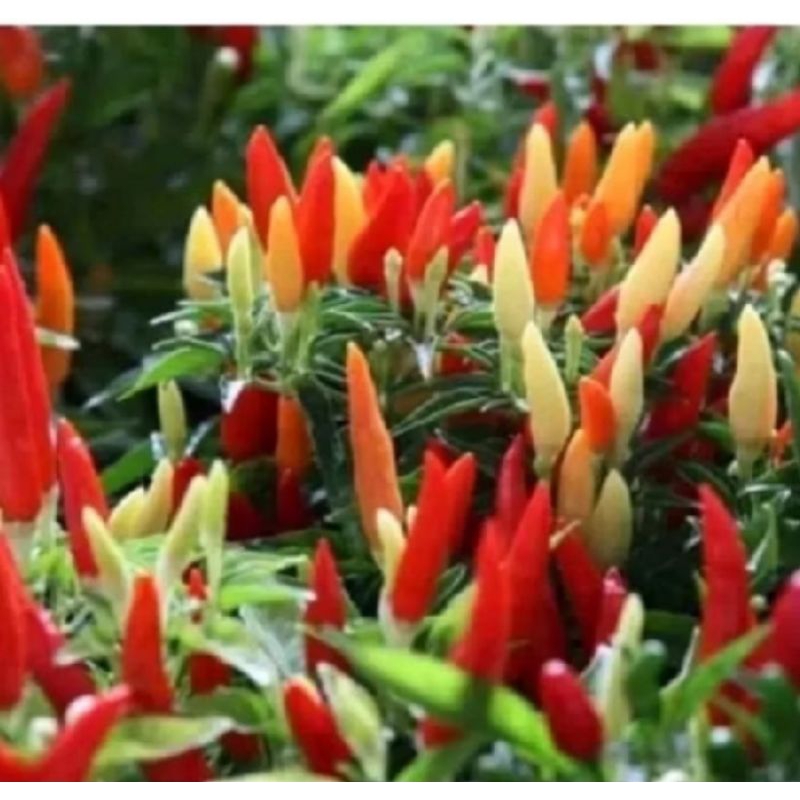 

100biji cabe rawit setan super pedas cod