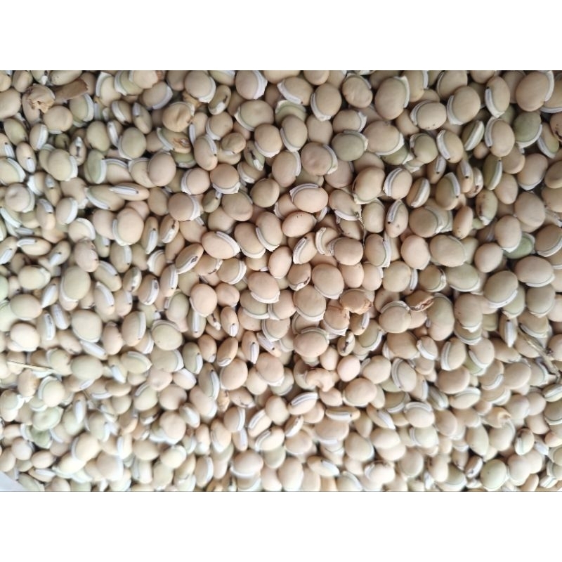 

kacangkomakkeringprobolinggo1 kg