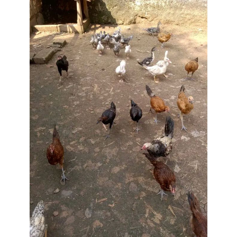 Ayam Kampung Asli(AKA) Usia 1 bulan