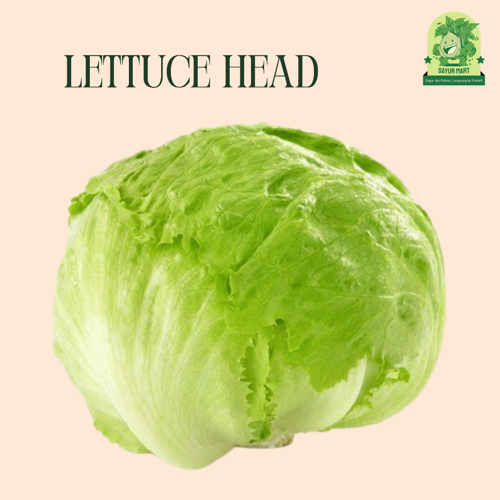 

Lettuce Head 500 Gram