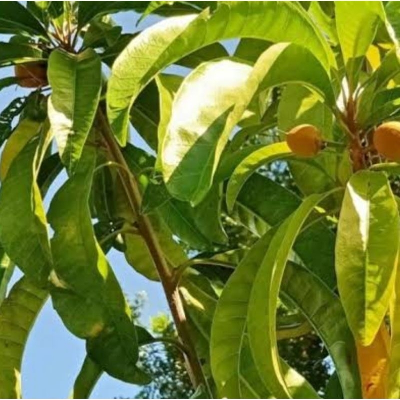 

Daun sawo Belanda daun sawo mentega segar 500 gram