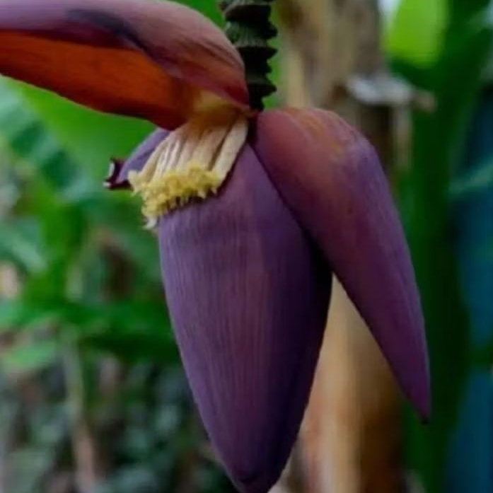 

Jantung pisang emas jantung pisang mas 1 kg-az