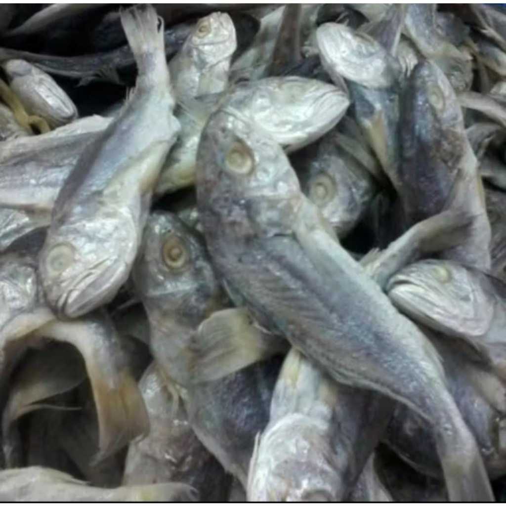 

IKAN ASIN GULAMA/KEPALA BATU STOK TERBARU