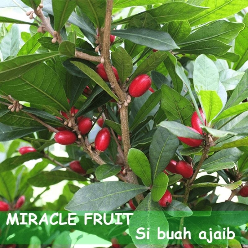 Bibit Miracle Fruit (buah.ajaib) kondisi sudah berbunga/berbuah