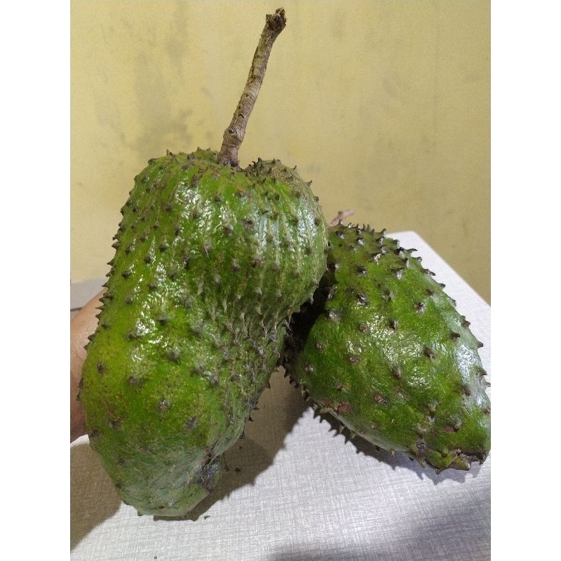 

sirsak /sirsat tua besar (mentah) berat 1kg
