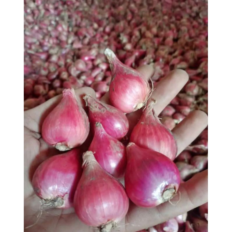 

Bawang Merah Brebes Kering 1Kg – Bersih, Tahan Lama, Siap Masak