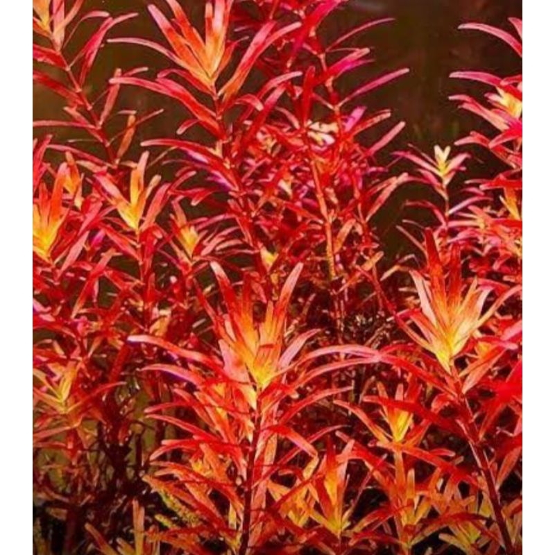 Tanaman Rotala Colorata(tanaman air aquascape/aquarium)isi 20btg