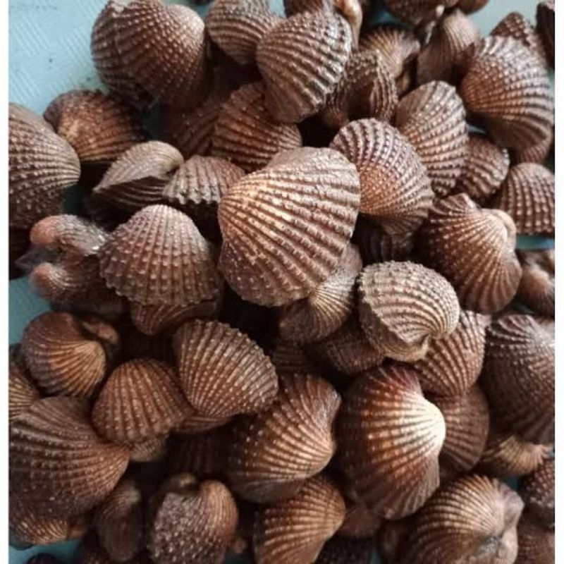 

Kerang dara segar fresh pasar flamboyan/ kerang dara fresh segar pasar pagi.