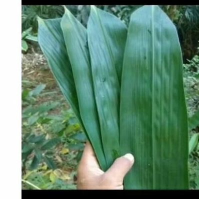 

daun bambu bungkus bakcang per lembar