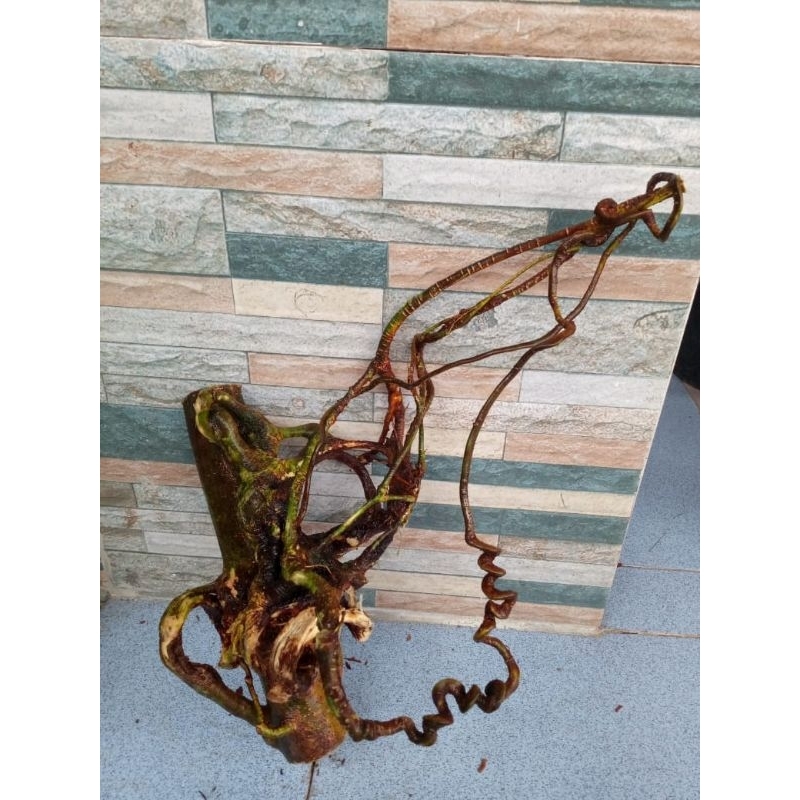 akar oyot mimang berkarakter