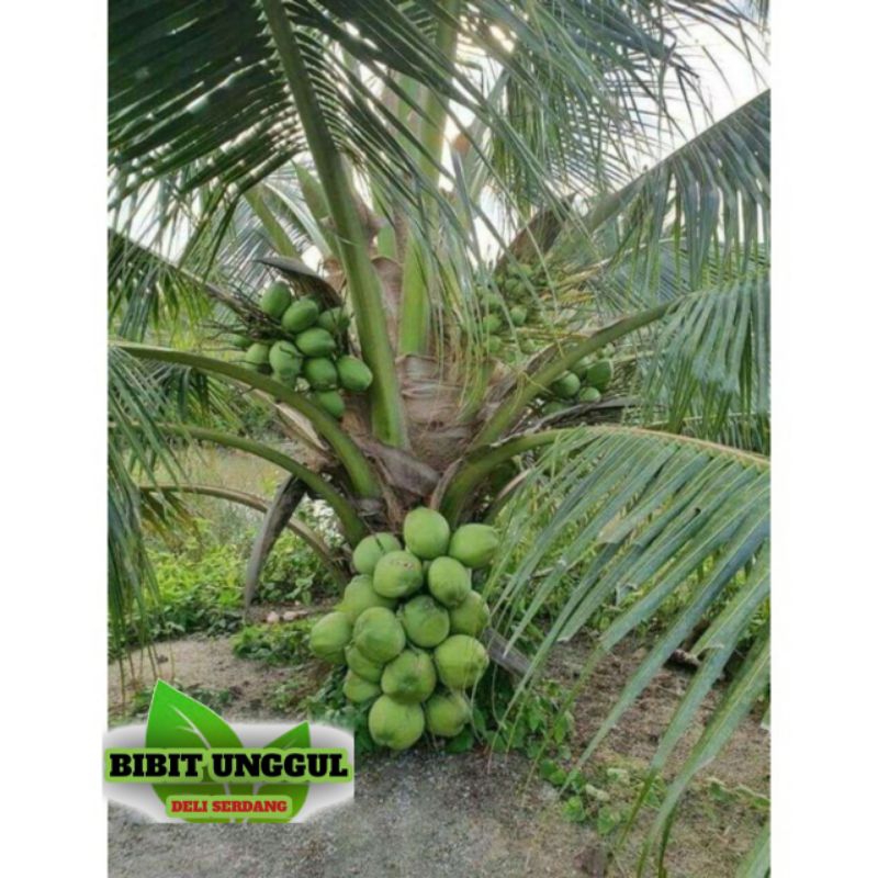 bibit kelapa hibrida // kelapa hibrida hijau super
