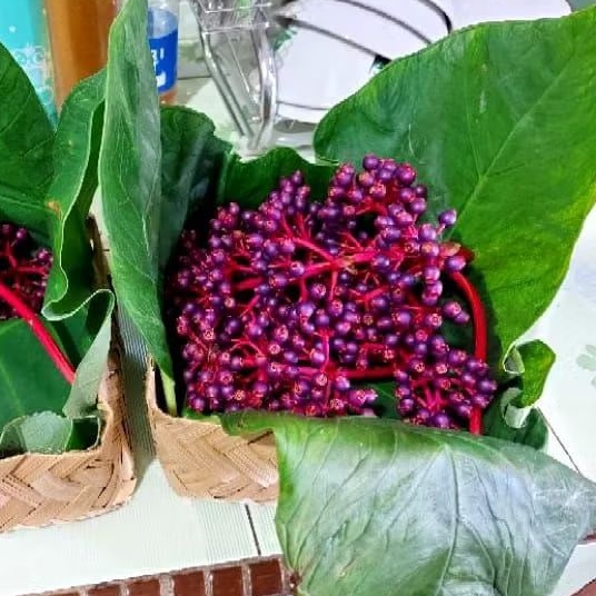 

1 Kilogram Buah Parijoto Segar Buah Promil Alami Siap Kosumsi