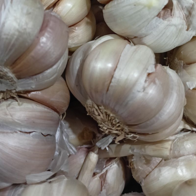 

Bawang Putih Super -Bawang putih Murah–Bumbu Dapur Wajib