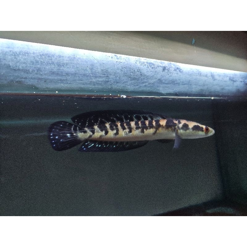 maru ys 22cm cabung/bunga/batik