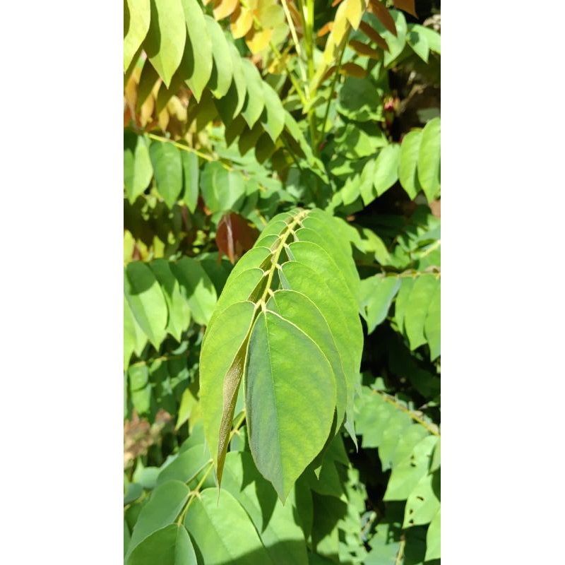 

Daun belimbing wuluh segar 500 gram