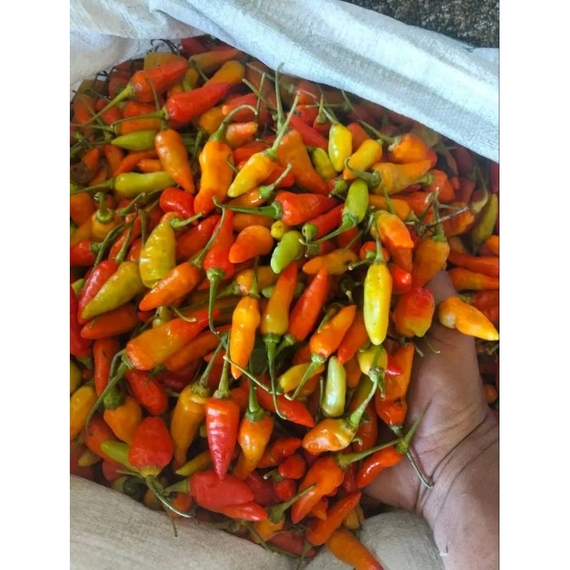 

cabe rawit 1kg