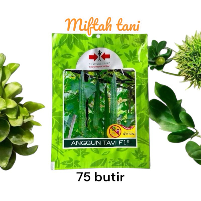 BENIH OYONG ANGGUN TAVI F1,BIBIT OYONG UNGGULAN, CAP PANAH MERAH