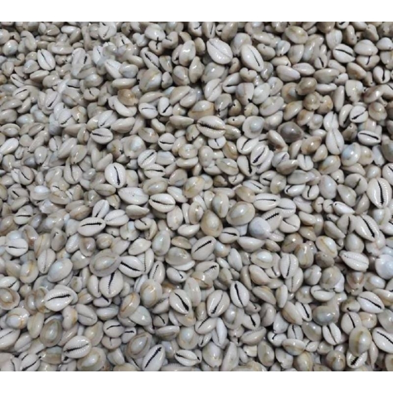 Biji Congklak Asli Kuwuk Mainan Congklak Mainan Tradisional