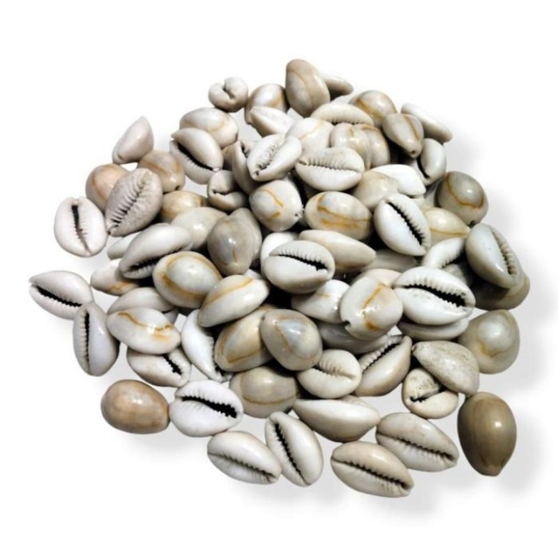 Biji Congklak Asli Kuwuk Mainan Congklak Mainan Tradisional