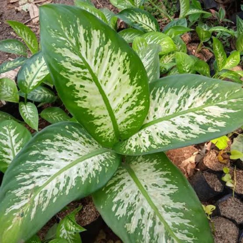 Tanaman hias Blanceng Zebra / Blanceng Sri rejeki