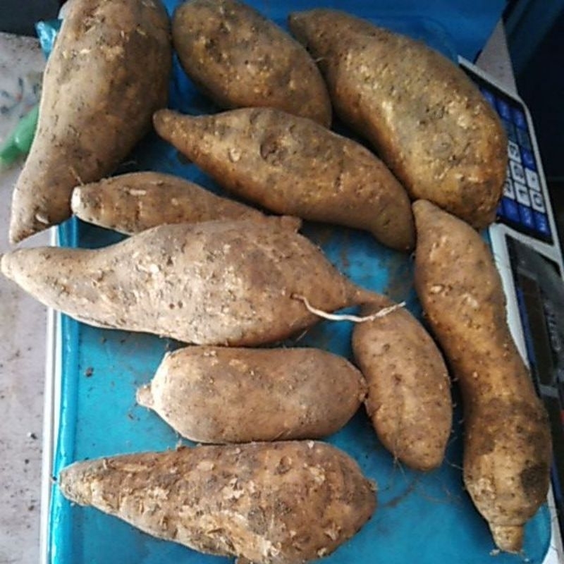 

Cilembu Madu | Ubi Madu