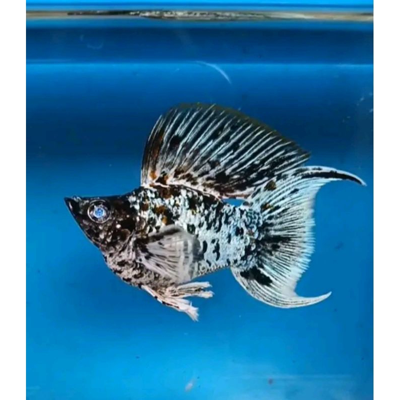 indukan ikan molly ballon segala jenis