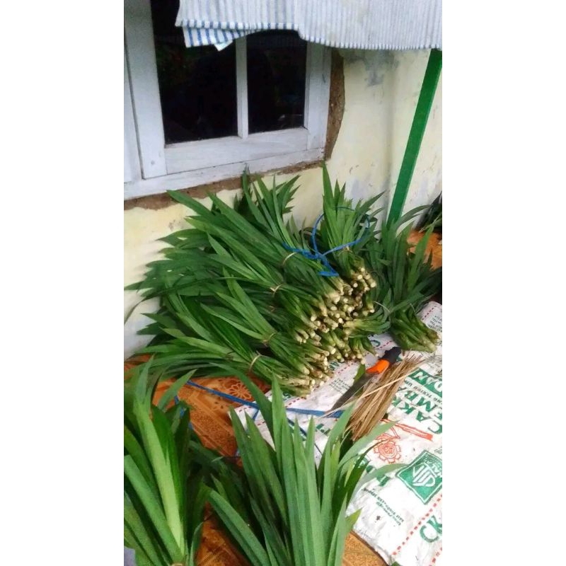

Daun pandan 30 lembar