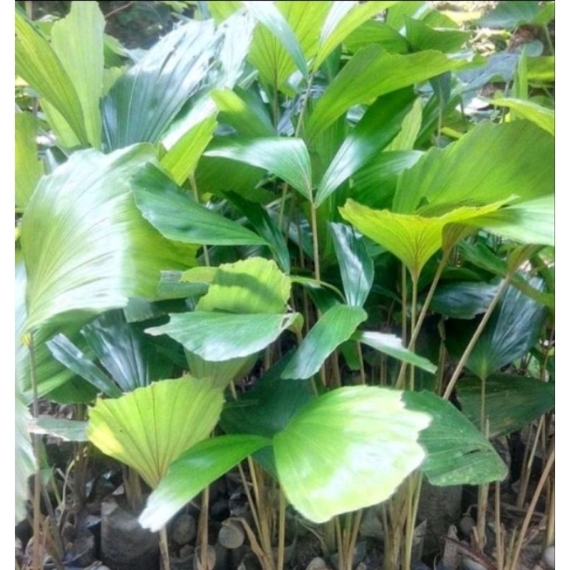 bibit pohon aren/ benih pohon aren siap tanam