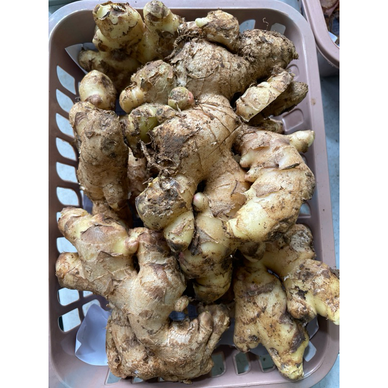 

Jahe 100 gram bumbu dapur