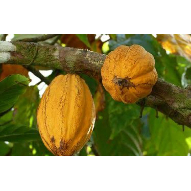 

Buah Coklat Buah Kakao Matang | Buah Kakao Mentah Fresh Langsung Petik