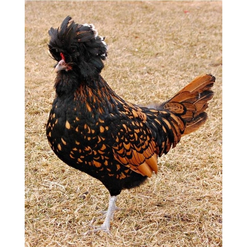 

Telur ayam Poland jambul fertil siap untuk di tetaskan