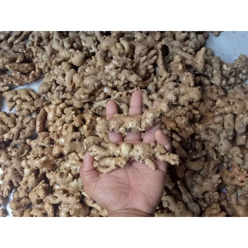 

JAHE EMPRIT JAWA ASLI PEDAS/SUDAH DICUCI BERSIH 95%/1 KG