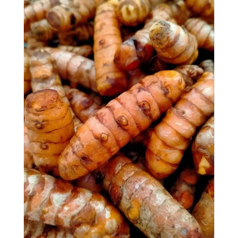 

KUNYIT/KUNIR FRES SEGAR/KUALITAS SUPER GREAD A/SUDAH DICUCI 95%/1 KG