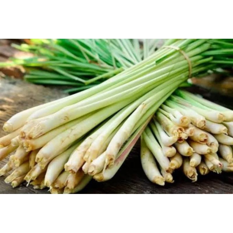 

SERE FRES SEGAR/UNTUK BUMBU MASAK/OBAT HERBAL DLL/1kg