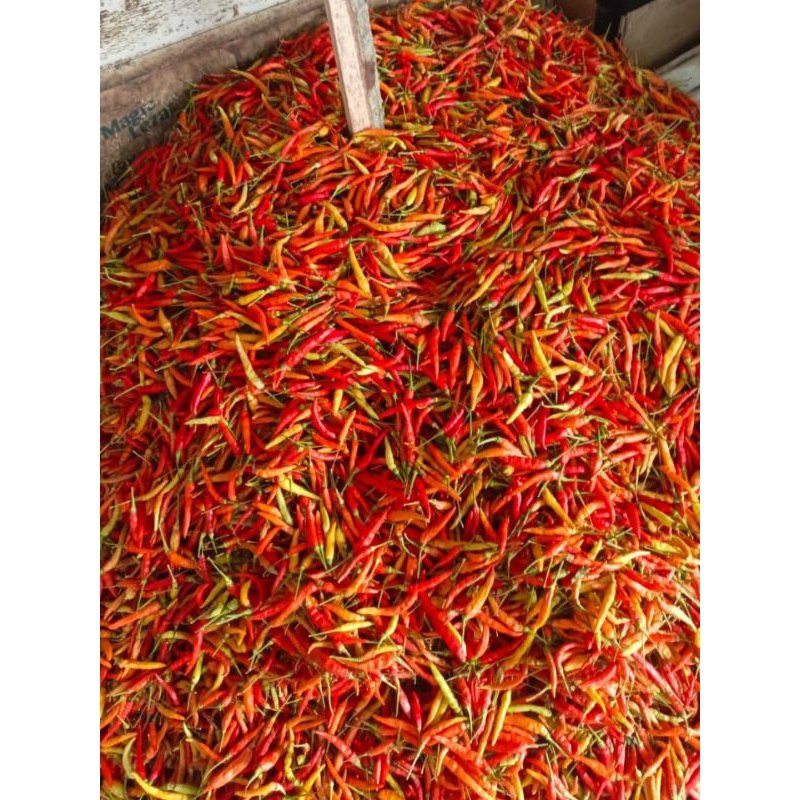 

cabe rawit merah 1kg