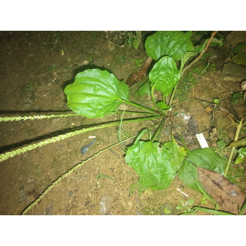 

daun kiurat segar 500g