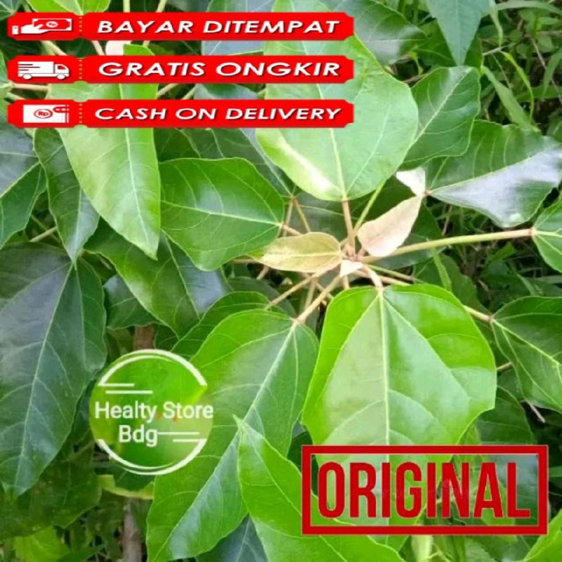 

Daun kemiri atau muncang segar per 500 gram petik langsung