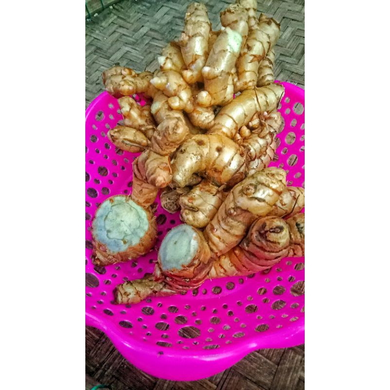 

TEMU HITAM / TEMU IRENG / Kunyit hitam segar 1 kg || Grade A
