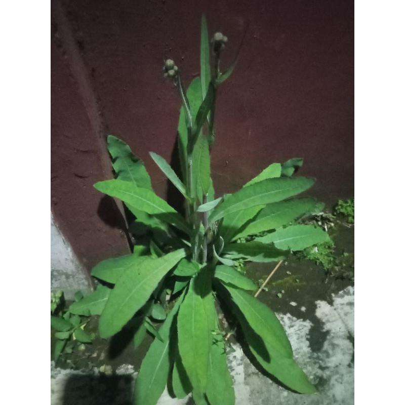 

CAMAWAK SEGAR 500 GRAM