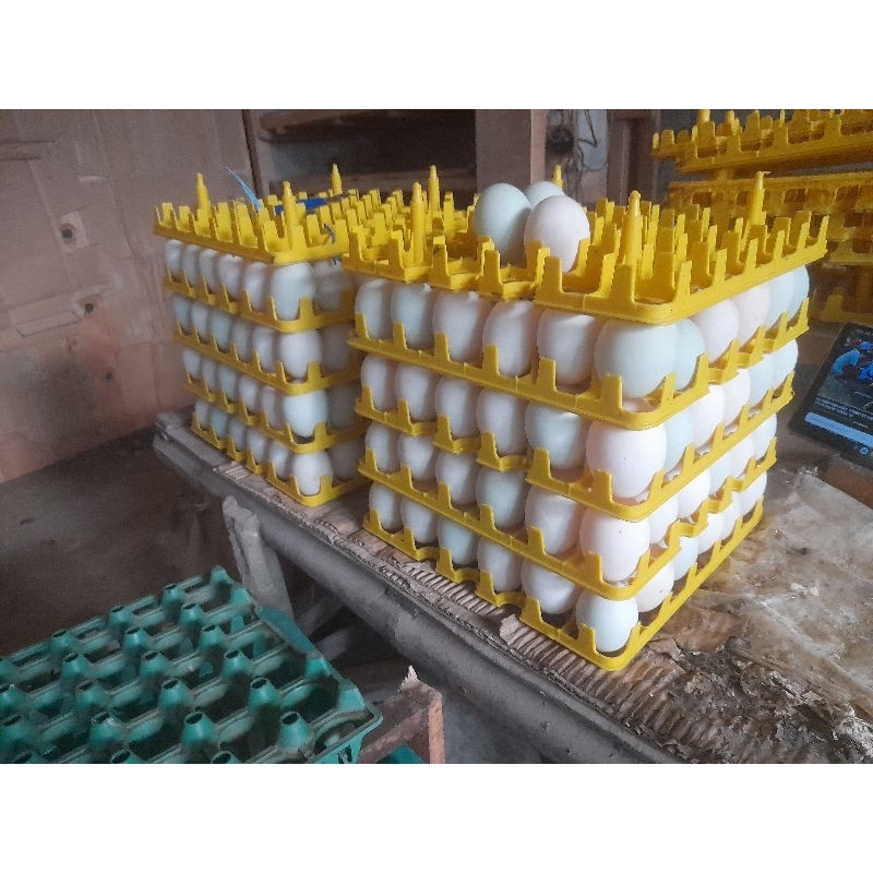 

telur bebek peking vertil