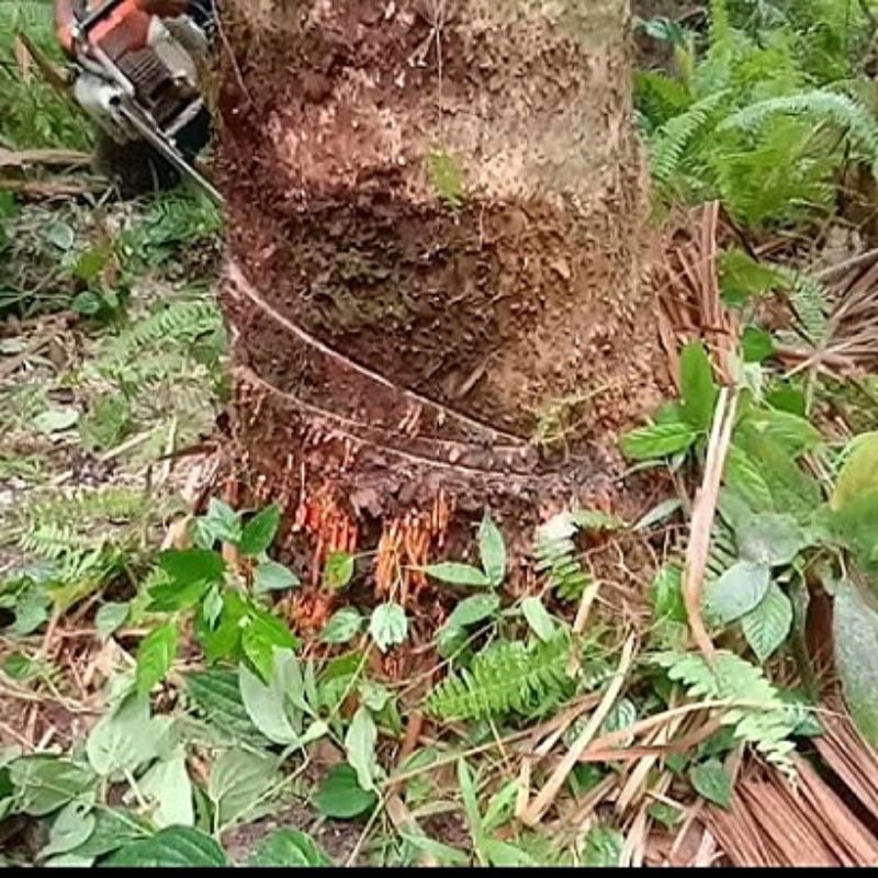 

250 g Akar pohon rumbia sagu