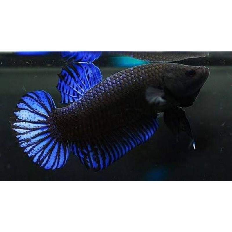 Cupang aduan ganas betta fighter galak+bonus