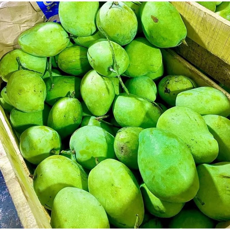 

MANGGA MUDA (HAMPALAM)/Harga Perbiji