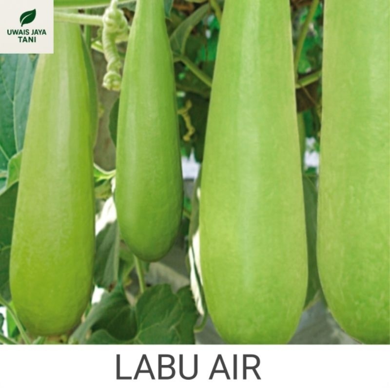 

5 BIJI - LABU AIR UNGGULAN - BENIH SAYURAN
