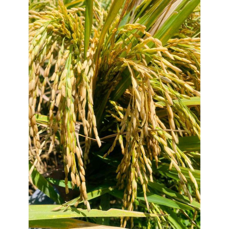 BENIH PADI IR 64 KEMASAN 1KG JUMBO