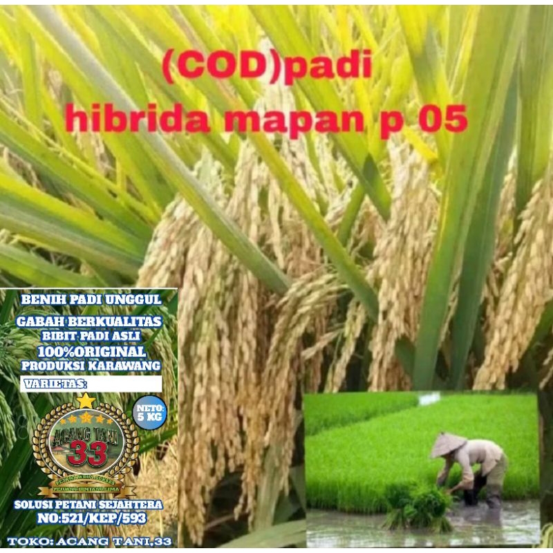 BIBIT PADI HIBRIDA MAPAN P 05 KUALITAS SUPER UNGGUL (5kg).